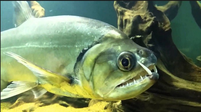 Ini Dia Ikan Payara yang Terkenal dengan "Si Vampir Air Tawar" Ini Dia Ikan Payara yang Terkenal dengan "Si Vampir Air Tawar"