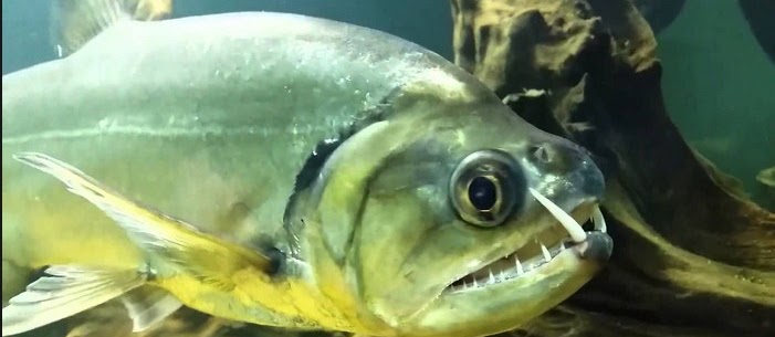 Ini Dia Ikan Payara yang Terkenal dengan "Si Vampir Air Tawar"