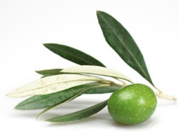 http://4.bp.blogspot.com/-WRdCftXaf4s/TrWXGOpg_XI/AAAAAAAAAK0/WqmJROcF7OE/s400/olive-leaf.jpg