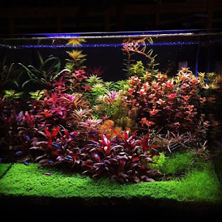 200 Referensi Desain Dan Model Aquascape Berdasarkan Tema https://www.faktapopuler.com/2018/12/200-referensi-desain-dan-model.html
