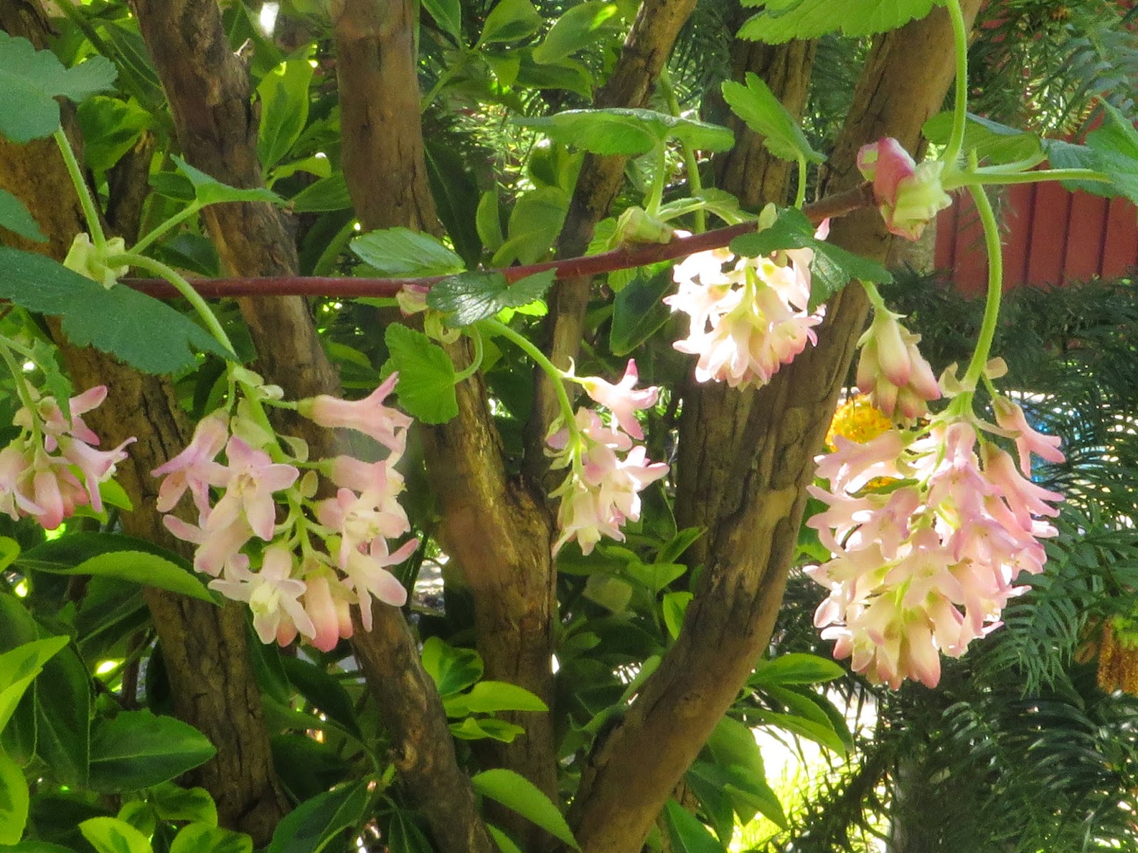 Loropetalum Stock Photos And Images Agefotostock