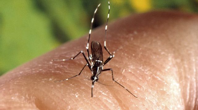 An aedes albopictus mosquito (Representative image). Image Credit: CDC/James Gathany.