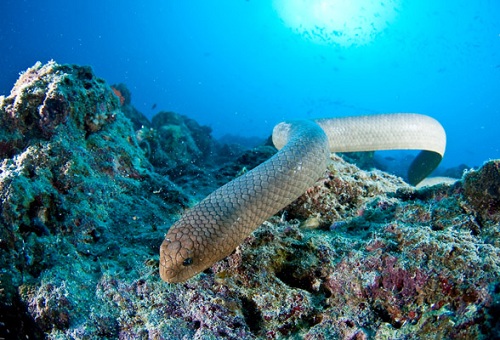 Sea Snake