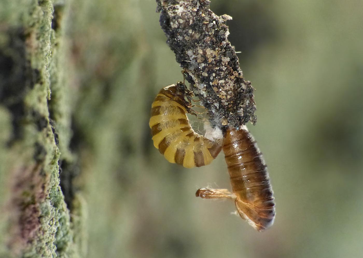 Charlie's moths of Calderdale. BAGWORMS (PSYCHIDAE)