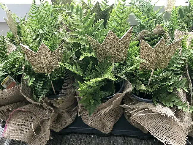 burlap wrapped ferns with crowns for table centerpiece