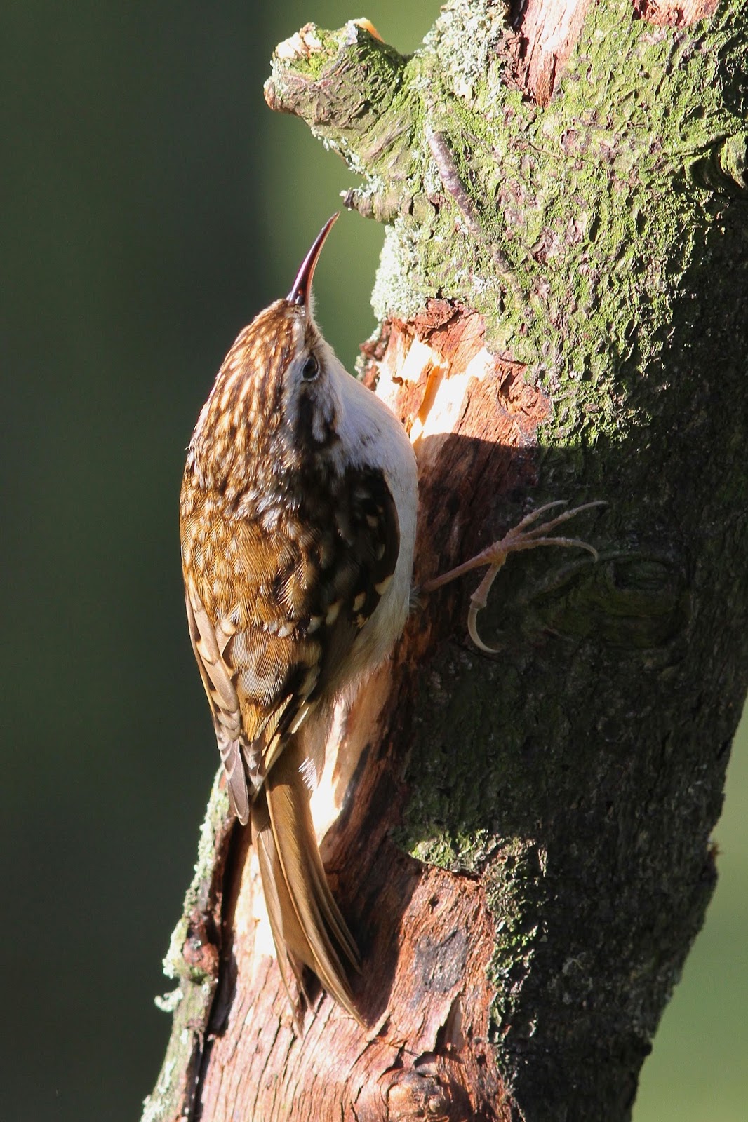 TrogTrogBlog Bird of the week Treecreeper