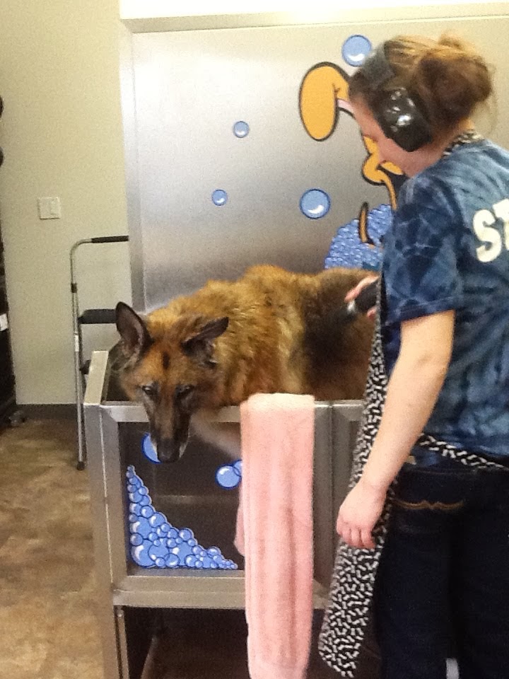 On The Road 6 2013 Day 28, Fairbanks, Cold Spot Dog Grooming