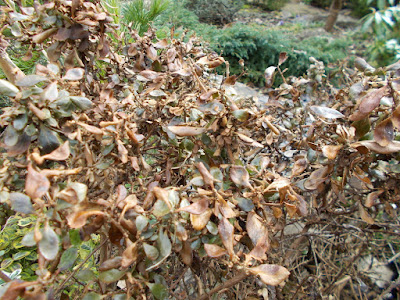 Escallonia with cold damage Has cold weather killed my plants? Green Fingered Blog