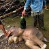 Gajah Sumatera Terancam Punah