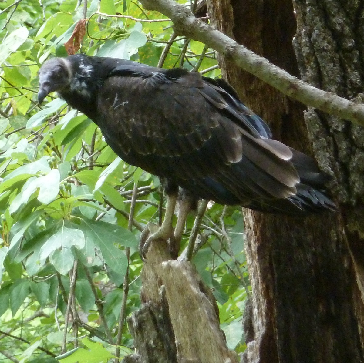Springfield Plateau Vultures In The Tree
