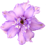 Flower_33.png