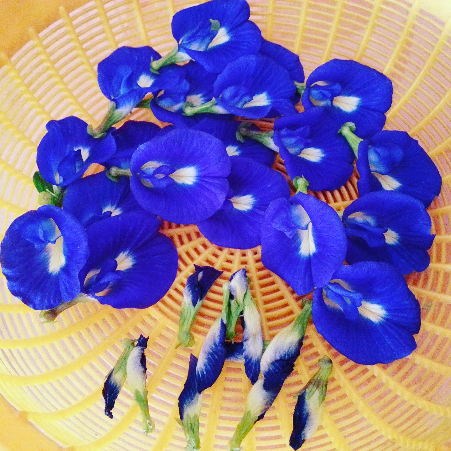 雨玹: 藍花豆(蝶豆)/Butterfly Pea，Kordofan Pea