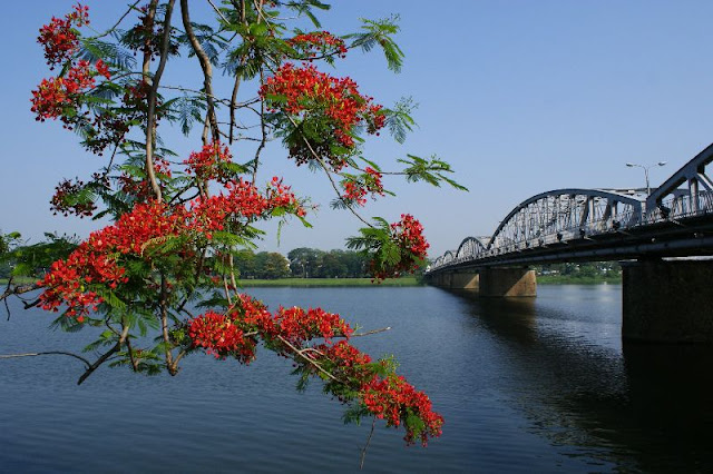 hoa phuong dep nhat viet nam