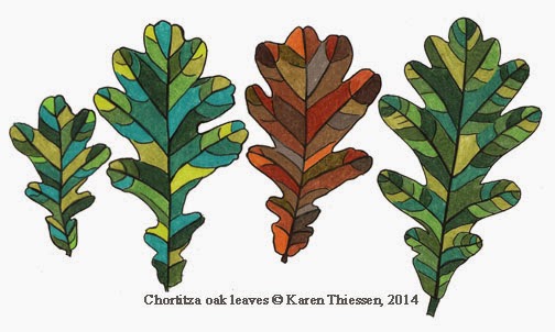 Day In & Day Out: Studio Series: Chortitza oak leaf drawings