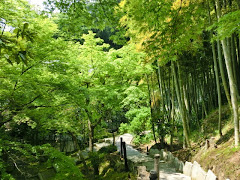 長壽寺の新緑