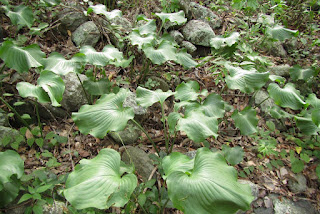 Proiphys amboynensis Cardwell lilies