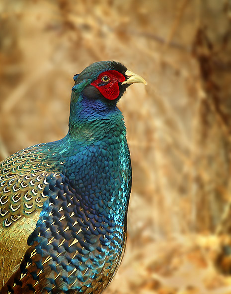 Japanese Pheasant