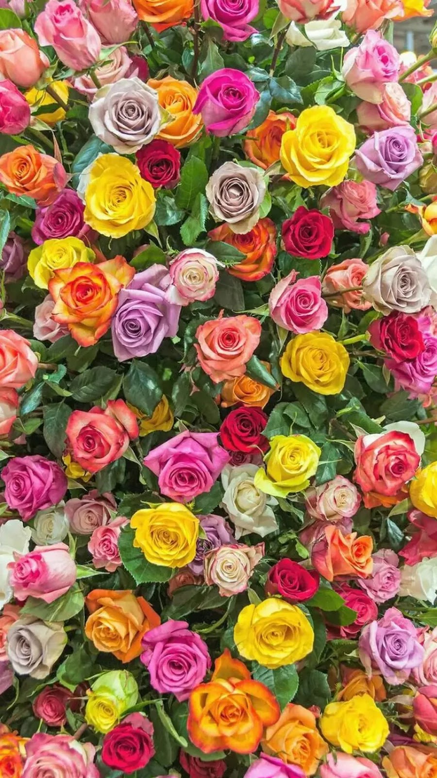 صور ورد 2017"حلوة , صور ورود متحركة رومانسية 2017 , صور