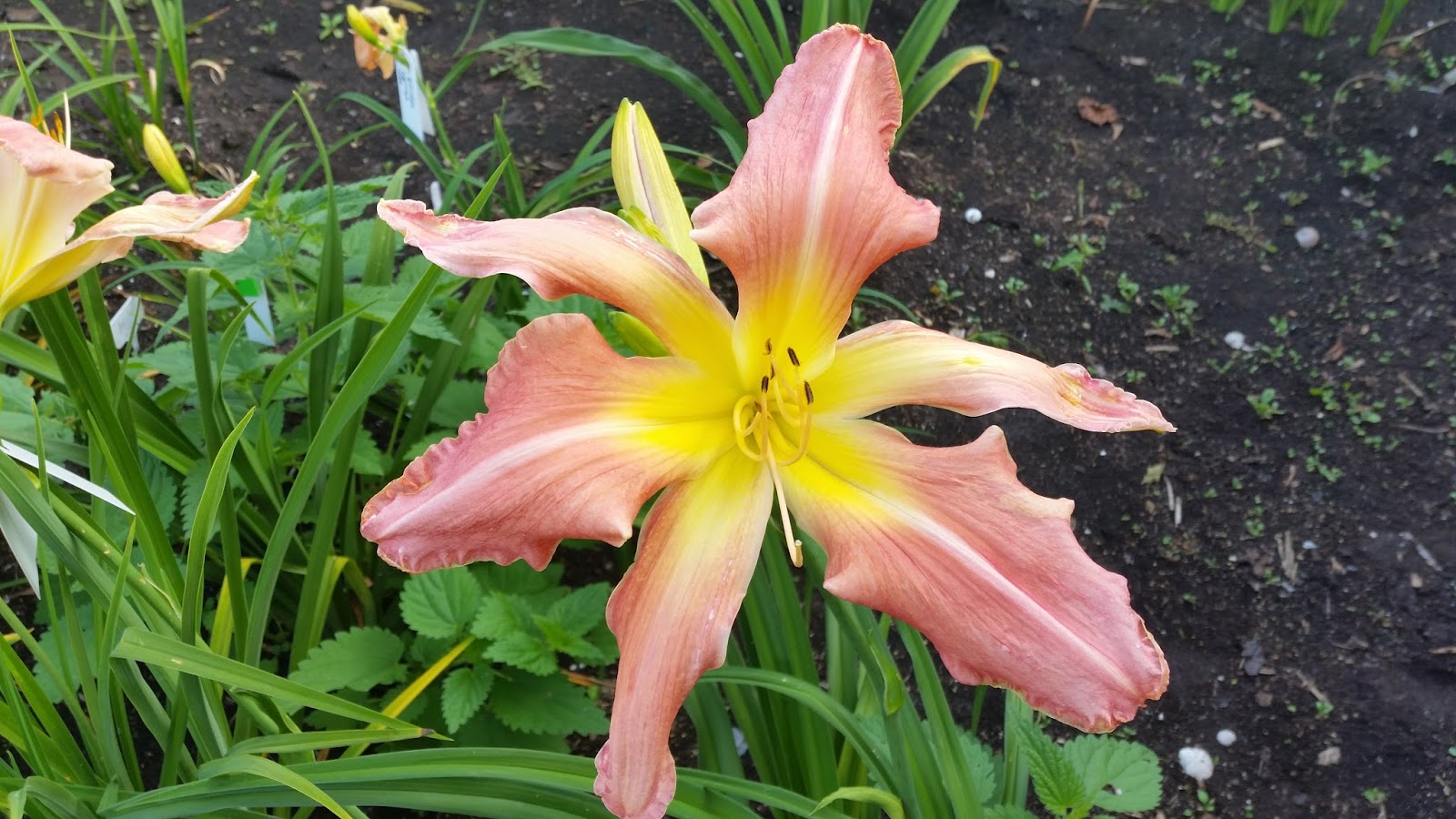 Lithuanian daylily and iris garden ster's Pink Wonder