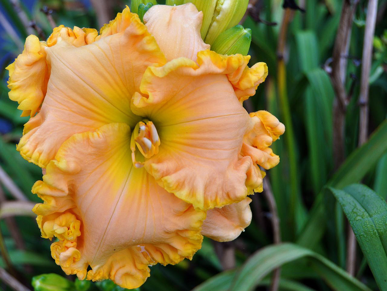 Imx to peach (81 фото) .