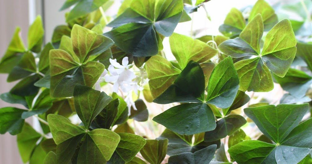 Pam's Backyard Chickens How To Care For A Shamrock Plant