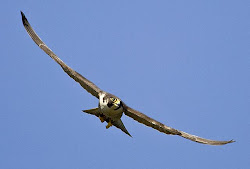 falcon peregrine flying bird facts fastest dive falcons amazing fly 200mph speeds march