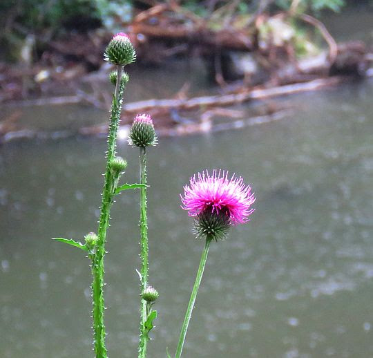 Ostrożeń lancetowaty (Cirsium vulgare). Ostrożeń lancetowaty (Cirsium vulgare).