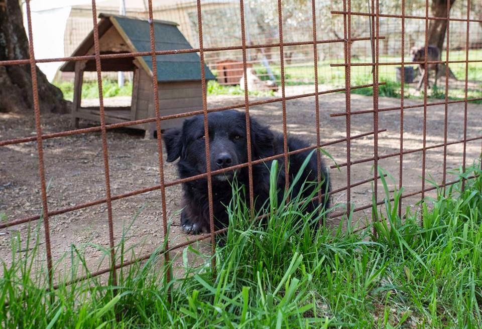 Buio,derivato Labrador-belga,2 anni