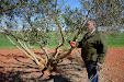 Pruning olive trees