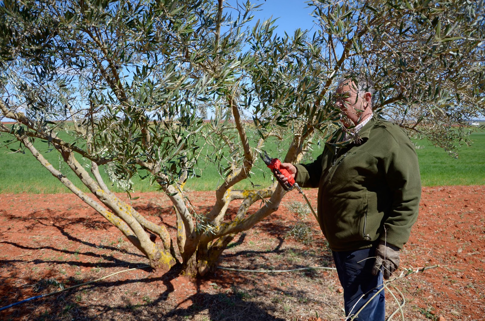 in trees Martinsville portugal, olive VA pruning