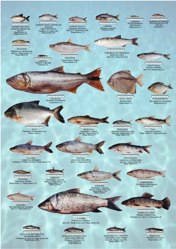 Conexão Pesca Espécies de peixes da bacia do Rio Tibagi Conexão Pesca Espécies de peixes da bacia do Rio Tibagi