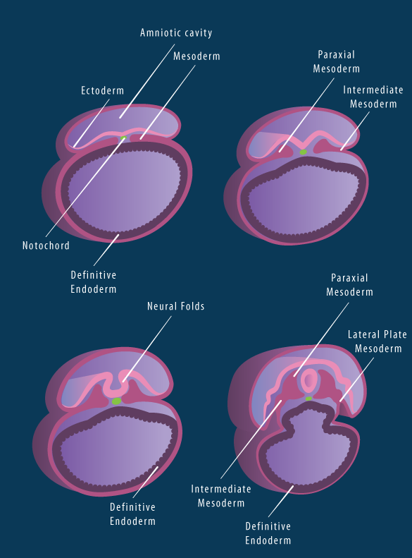 Medical Science Made Easy (Mesoderm) Germ layer derivatives at a glance
