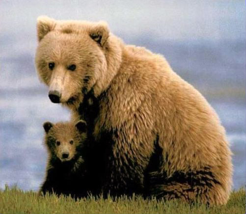 [Image: Mama-and-baby-bear.jpg]