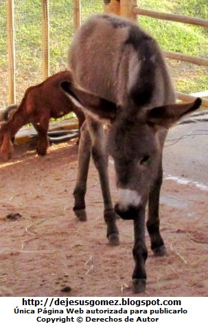 Burro triste Foto de un burrito triste. Foto de un burro de Jesus Gómez