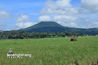 roong tondano