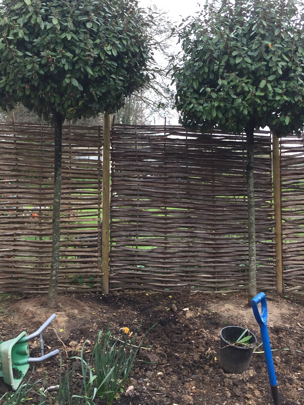 Flora Wonder Blog Viburnum When You Can Mulch Them