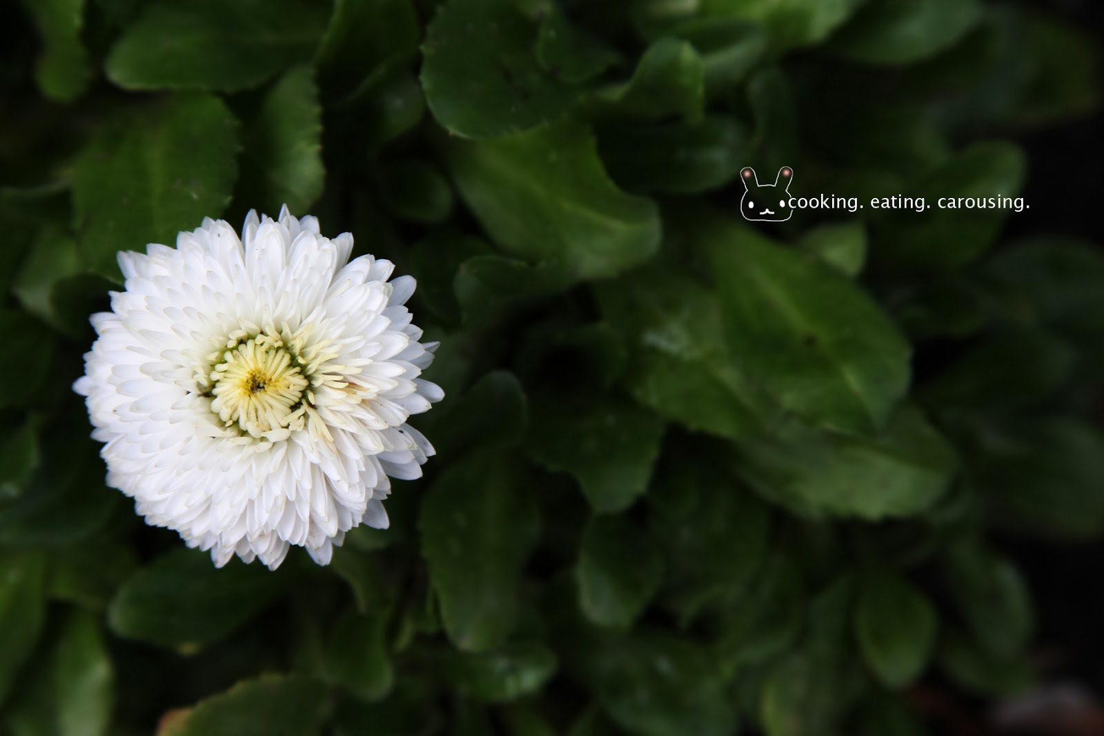 Cooking Eating Carousing Spring Flowers cooking-eating-carousing-spring-flowers
