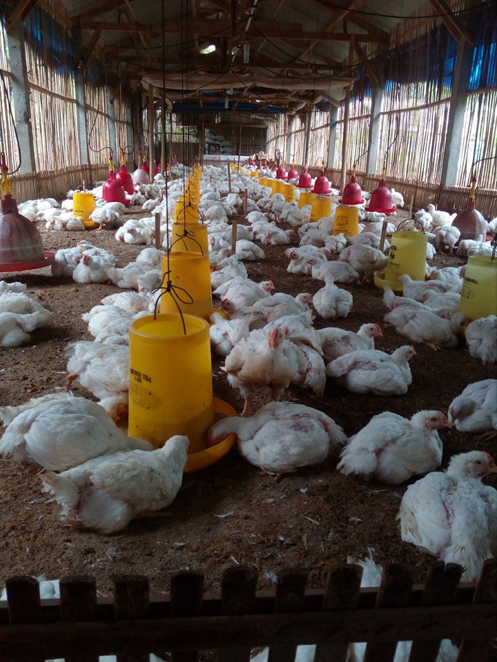 suplaiyer bibit dan daging ayam jawa unggulan agustus 2016 suplaiyer bibit dan daging ayam jawa unggulan agustus 2016