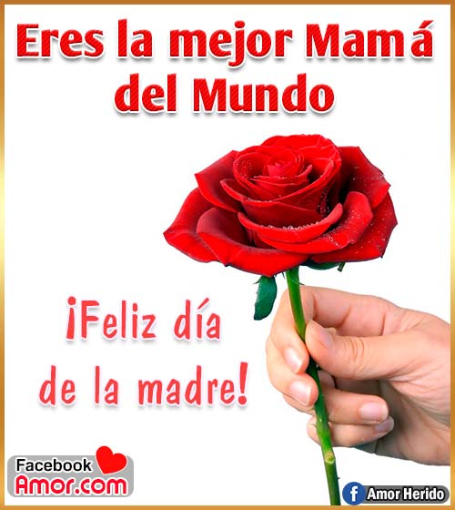 rosa roja para mamá rosa roja para mamá