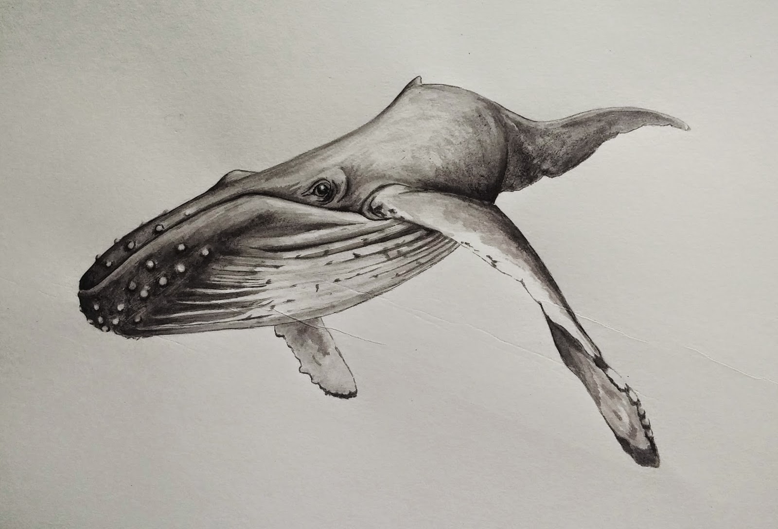 Creative Whale Drawing Sketch with simple drawing