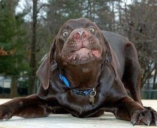 Ugly Looking Dog Breeds Ugly Looking Dog Breeds