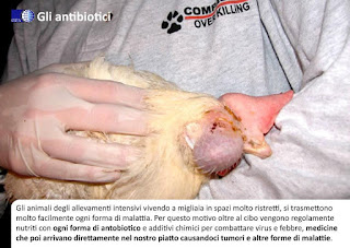 Le malattie che contraggono gli uccelli negli allevamenti intensivi.