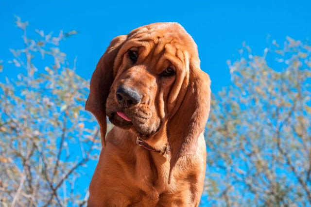 42 fotos de cachorros adoráveis Elfandarilha