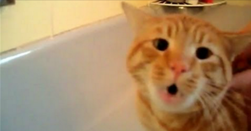 Elle met son chat dans la baignoire. Mais le bruit qu'il fait à 0:07 suggère autre chose!