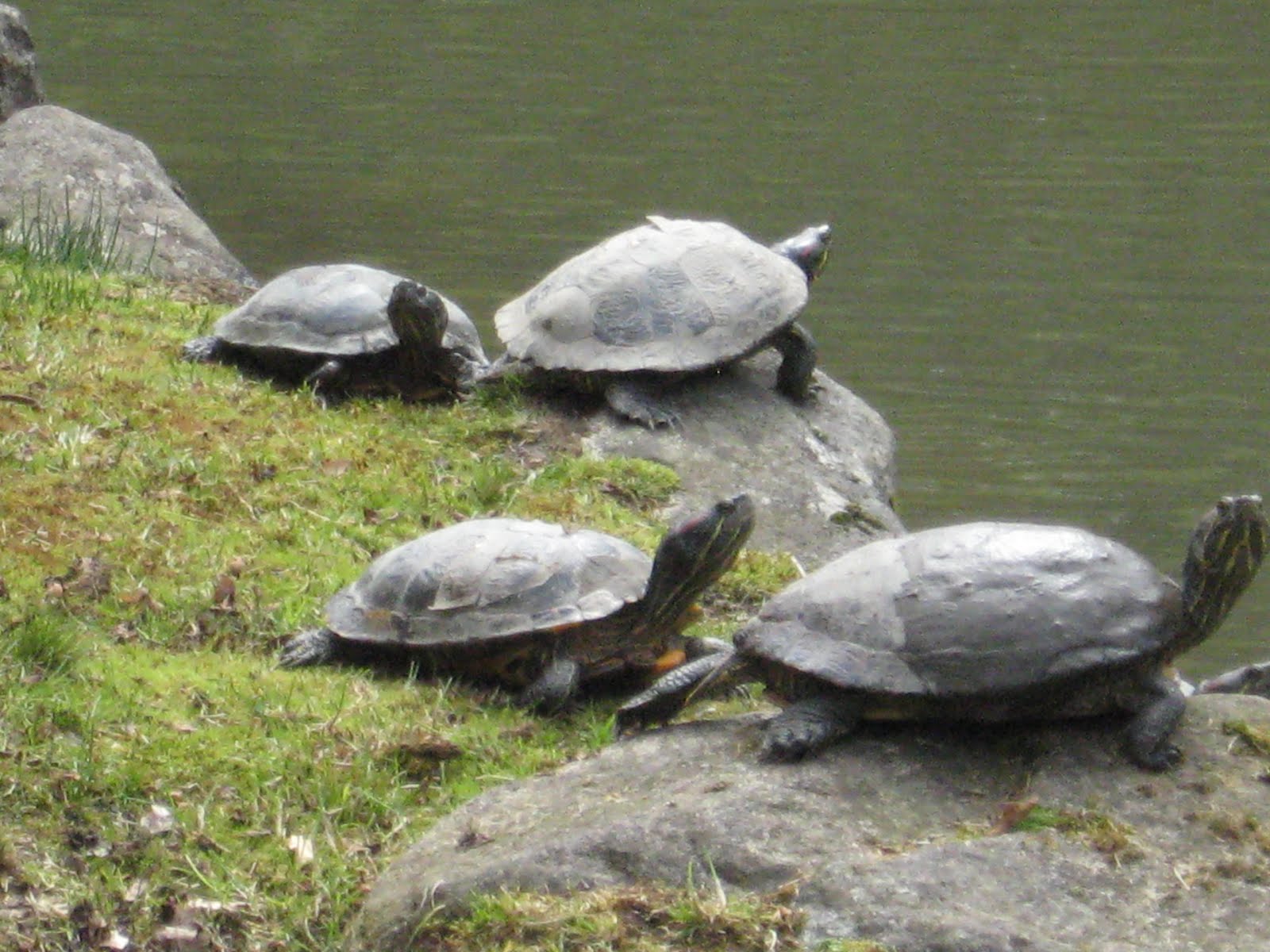 Seattle Japanese Garden Community Blog: Seen In The Garden Today: The ...