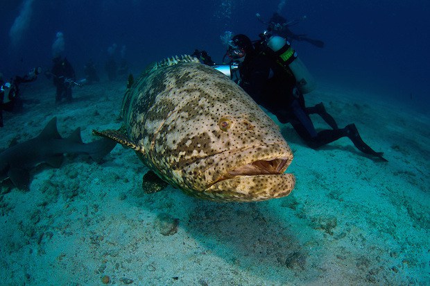 goliath grouper eats shark