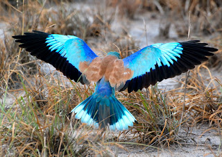 European Roller