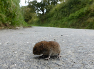 baby shrew