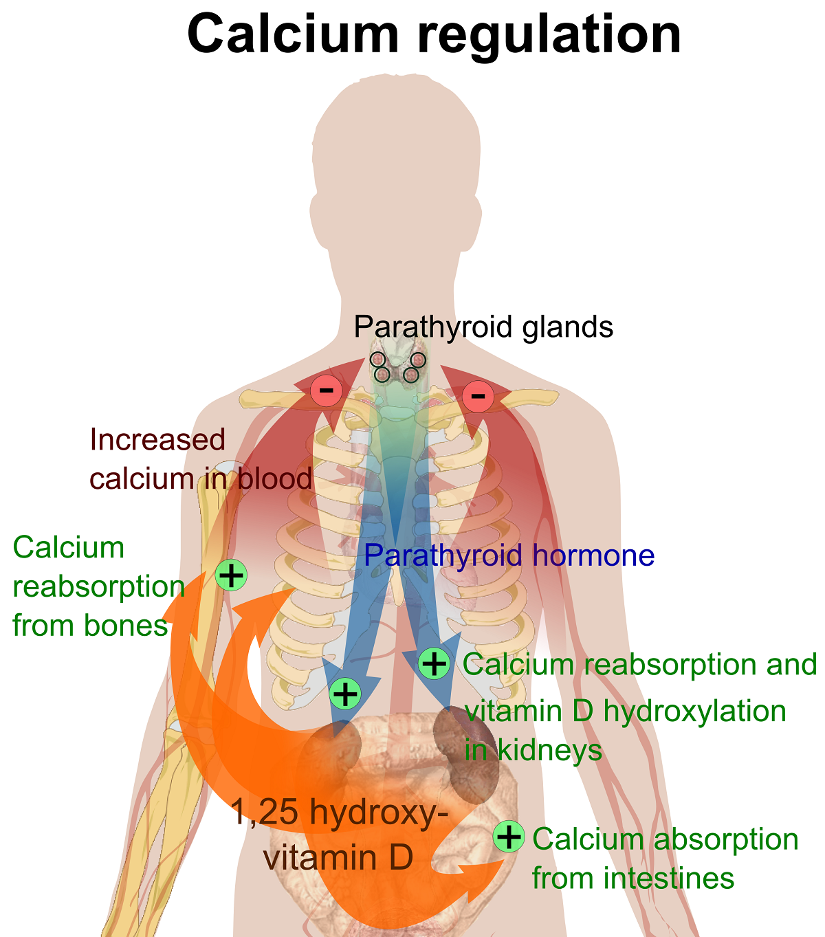 Brain and Nervous System