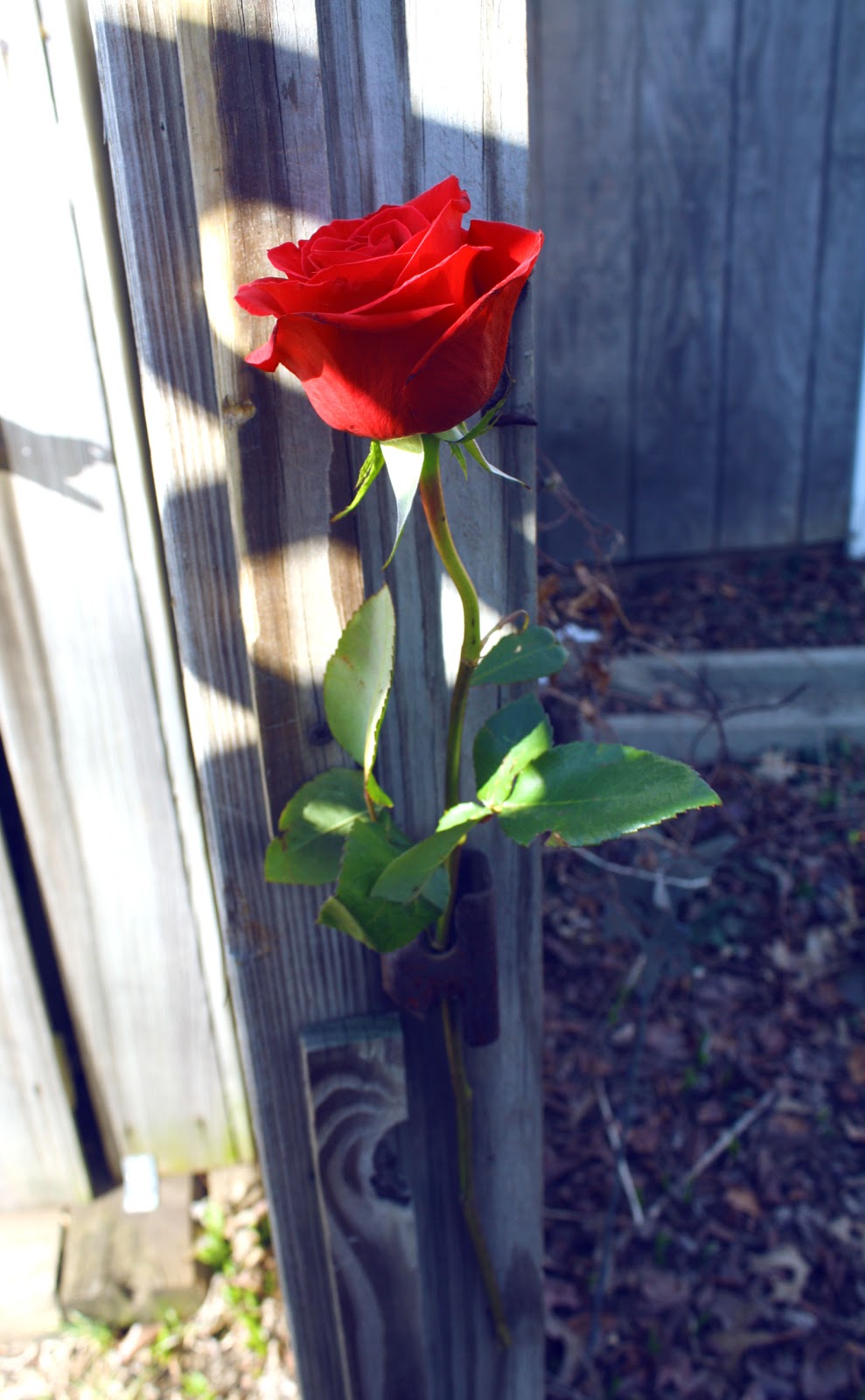 Wait! I Have a Blog?! Witnessed